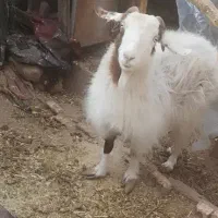 یک راس بز جوان مناسب برا کشت و داشت