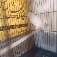 قناری نر