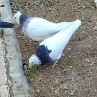 نرو ماده طوقی فروشی