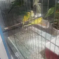 پنج عدد مرغ عشق نر و ماده