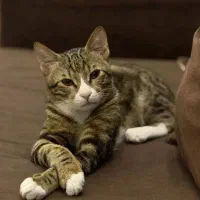 واگزاری رایگان گربه