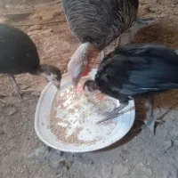 پرندگان
