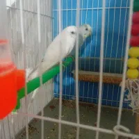 عروس و مرغ عشق