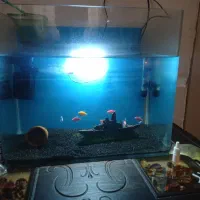 اکواریم شیشه خم شرکتی تکمیل و اماده