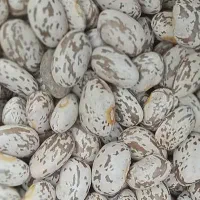 لوبیاچیتی نخودعدس برنج کشمش روغن چای باقلا زیرقیمت