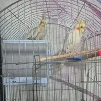 یک جفت عروس هلندی|پرنده|طبس, |دیوار