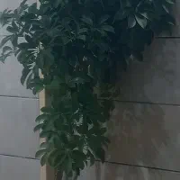 گل پنجه ای طبیعی