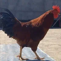 خروس جوان اذان میگه بابهترین غذا بزرگش کردم