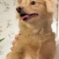 سگ پامرین  را  یگان