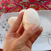 تخم غاز محلی آفریقایی|حیوانات مزرعه|آستانه اشرفیه, |دیوار