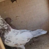 دو جفت مایی کفتر برای معاوضه|پرنده|ری, شهید بهشتی|دیوار
