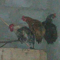 خروس ومرغ