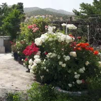 خانه اجاره ای فقط به زوج جوان