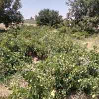۱۰۰۰ متر ملک در شهر تاکستان|فروش دفتر صنعتی، کشاورزی، تجاری|کرج, مصباح|دیوار