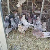 همدانی سرور