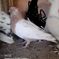 کبوتر کفتر ارزان