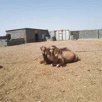 مجموعه گلخانه ای،کشاورزی و دامپروری صنعتی|فروش دفتر صنعتی، کشاورزی، تجاری|بیرجند, |دیوار