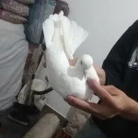 کفتر و کبوتر