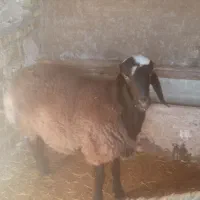 فروش یک راس بره نر و یک راس ماده|حیوانات مزرعه|رامند, |دیوار