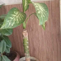 آلوورا|گل و گیاه طبیعی|نورآباد, |دیوار