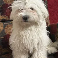 سگ شیتزو تریر