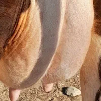 گاو شیری هلشتاین بدون گوساله|حیوانات مزرعه|بندر ترکمن, |دیوار