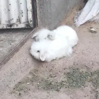 خرگوش لپ به شرط جوجه کشی
