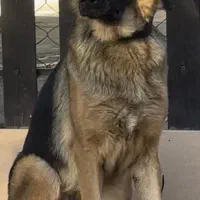 سگ ژرمن شپرد شولاین ماده موکوتاه