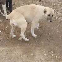 سگ ماده|سگ|ماکو, |دیوار