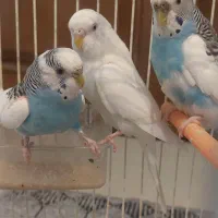 مرغ عشق و عروس هلندی  ماده بالغ