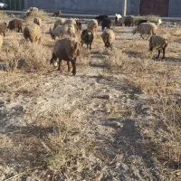 2راس میش چاق و آبستن|حیوانات مزرعه|فراشبند, |دیوار