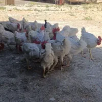 خروس