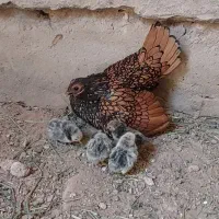 فروش جوجه سبرایت گلد