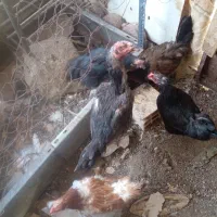 تعدادی خروس۶ماهه برای خون|حیوانات مزرعه|بیرجند, |دیوار