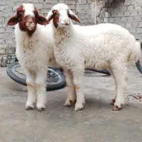 بره نروماده چاق چاق