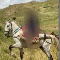 یخته اسب