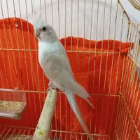 طوطی عروس|پرنده|بم, |دیوار