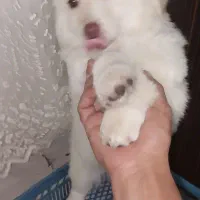 واگذاری سگ پاکوتاه|سگ|مشهد, طرق|دیوار