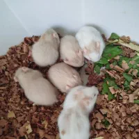 همستر نژاد چشم قرمز و پشمالو