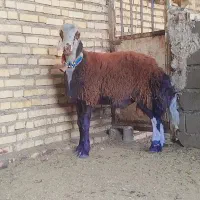 بره قوچی بی گوش|حیوانات مزرعه|نصر آباد, |دیوار