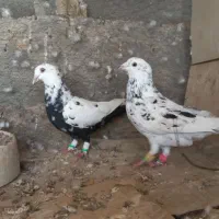 ۲ جفت کبوتر جهت معاوضه با سربری|پرنده|لامرد, |دیوار