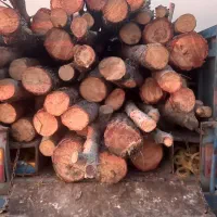 خرید ضایعات چوب،درخت،هرس کاری کادر حرفه ای در منزل|خدمات باغبانی و درختکاری|تهران, پاسداران|دیوار
