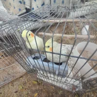 معاوضه با کوتوله یا قناری