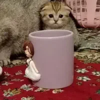 اسکاتیش فلد گلد|گربه|اصفهان, فرودگاه|دیوار