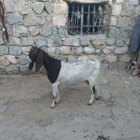 یکراسبزپاکستانی|حیوانات مزرعه|ایلام, |دیوار