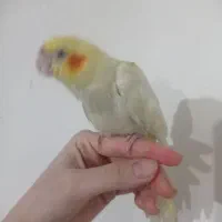 جوجه البینو معاوظه