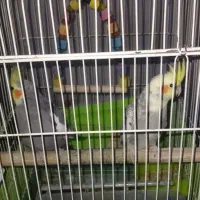 عروس هلندی نر و ماده جفت