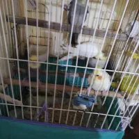 عروس هلندی در دورنگ