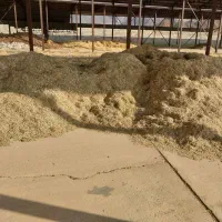 فروش کاه لوبیا درجه یک