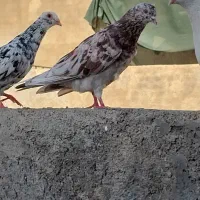 کبوتر معاوضه با هر چیزی سهره خاکی|پرنده|قرچک, زیبا شهر|دیوار